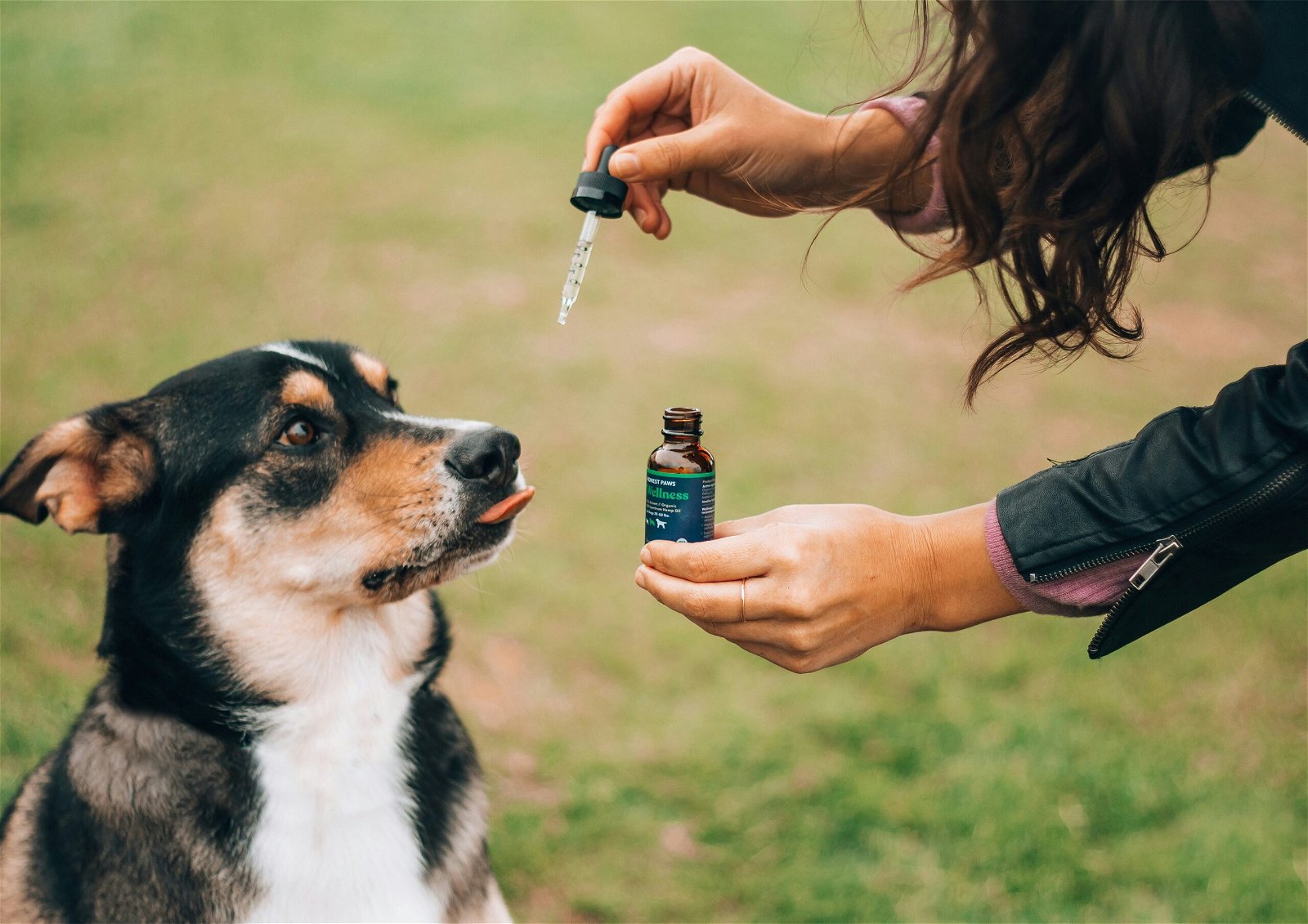 Unleashing the Potential of Cannabinoids: Exploring CBD, CBG, and CBN for Pet Wellness